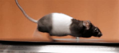Games for Cats - Catching Mice. . Mouse gif